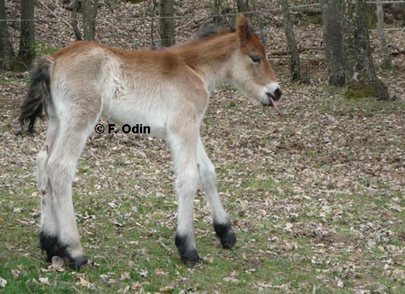 2012-04-cyam3